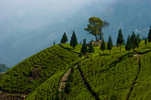 darjeeling tea garden